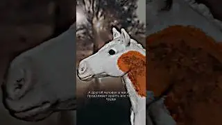#figures #horse #schleich #edit #фигурки #лошади #шляйх #сериалы_шляйх #шляйхклип #жиза