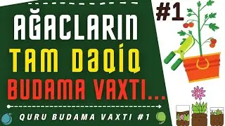 ✂️ 🌲 AĞACLARIN BUDAMA VAXTI | MEYVƏ AĞACLARINDA DOĞRU BUDAMA ZAMANI |КОГДА ЛУЧШЕ ОБРЕЗАТЬ  ДЕРЕВЬЯ?