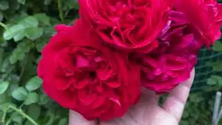 Розы в саду! Мои впечатления о первой волне цветения!