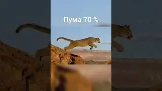 Шансы ягуара победить над... #shorts #funny #ягуар