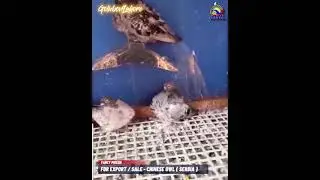 CHINESE OWL PIGEON - FOR EXPORT / SALE || ASSORTED COLORS || Golubovi Lahore - Serbia |🕊Pigeons