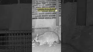 Raccoons Trying to Get Carrots Out of a Trap!