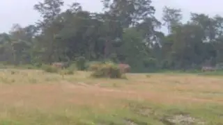 Elephants at kolabari jangle(2)
