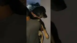 mahoul utha denge#bounds of#love#shorts#dogvideos #funny#gajab#sandycandy#indian#street#dog