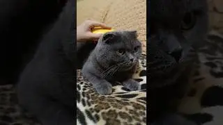 Люблю бісити 🥰 #catsofyoutube #scottishfold #смішнівідео #гумор