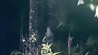 Suara Seram kuntilanak menangis menakutkan || Suara seram Bikin Anak tidur