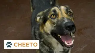 Pinal Pets Episode 123 - Cheeto
