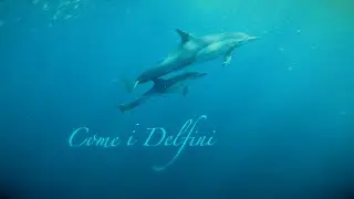 Iravox - COME I DELFINI (Official Video)
