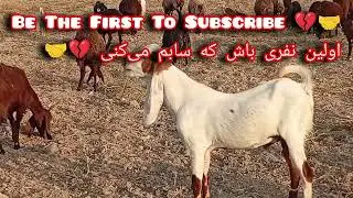 Peaceful Sheep Grazing & Goat Mating