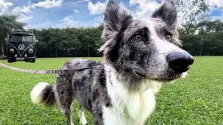PRIMEIRO DIA APÓS ALTA 24 HORAS LIVE DA CACHORRA LOBA