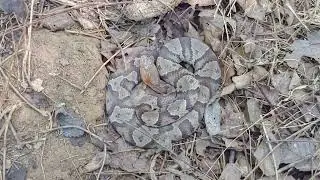 Copperhead as found at survey site in KY - 10 August 2024