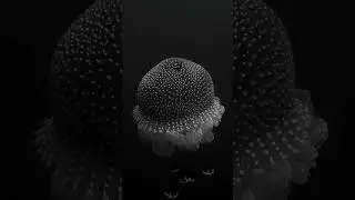 Space ship #shorts #jellyfish #underwater