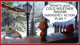 What's your Reptile Cold Weather Power Failure Emergency Action Plan ? #LeopardGeckos #BallPythons