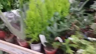 Цветочки в магазине