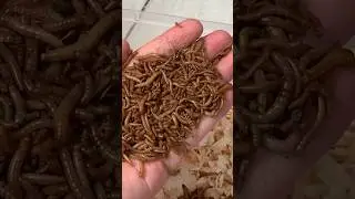 BELI RIBUAN ULAT DAN JANGKRIK!? UNTUK MAKANAN!?