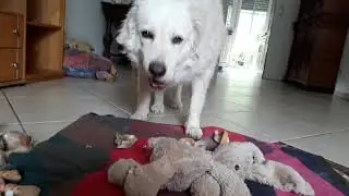 Dog only wants to eat on her favourite blanket
