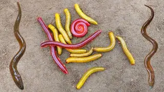 Wow! Looking for millipedes, luwing and found eels, ornamental fish, catfish, turtles,climbing perch