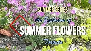 SUMMER SERIES:  AN EXPLOSION OF SUMMER FLOWERS - TORONTO