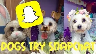 My dogs try snapchat
