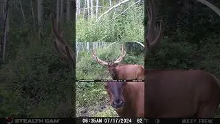 Best Trail Camera Footage We Captured This Week!