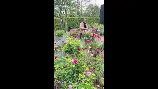Tulips at Longmeadow