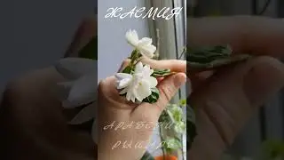 ЖАСМИН АРАБСКИЙ РЫЦАРЬ 
