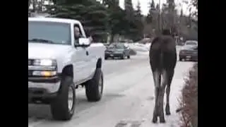 Stupid Humans and Suburban Wildlife