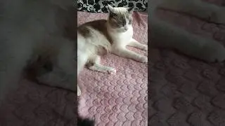 Занимайся чем захочешь #юмор #кошки #приколы