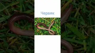 #рыбалка #fishing #рыба