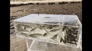 CATCH YOUR OWN LIVE BAIT - Poddy Mullet