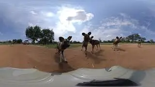 VR Wilddogs Wildlife Safari trip - Photos of Africa @livestreamnature @PhotosofAfrica @360ImageFilm