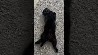 ЛЕЖИТ ЗАЯЦ ОТДЫХАЕТ 🤭