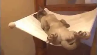 Burmese cat poses