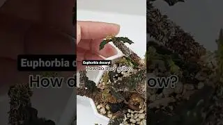 How do these weird leaves grow?  Time lapse of Euphorbia decaryi leaves growing over several weeks