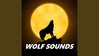Soothing Wolf Sounds