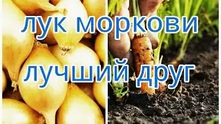 ИНТЕРЕСНЫЙ СПОСОБ ПОСАДКИ ЛУКА СЕВКА/СМЕШАНЫЕ ПОСАДКИ/ЛУК И МОРКОВЬ НА ОДНОЙ ГРЯДКЕ/ПОСЕВ МОРКОВИ.