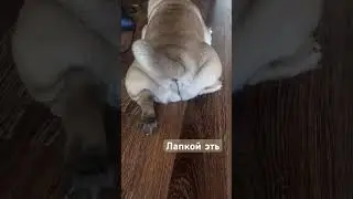Милый мопсик 😍#pug #шифа #собака #мопсы #мопс