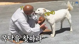 스님 머리가 목탁인줄알고 두드리려 핥는 개들 ㅋㅋㅋ I KBS 굿모닝 대한민국 라이브 210512 방송