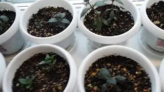 Ахименесы после посадки ризом .