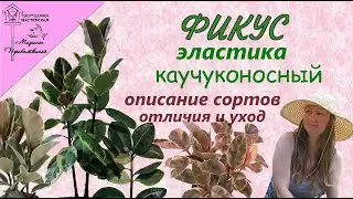 Ficus elastica (rubber plant). Description of varieties.