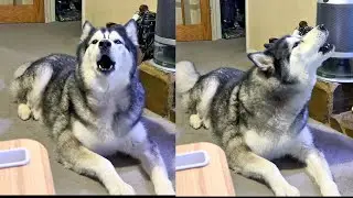 Chatty Husky Has Conversation With TV Dog!