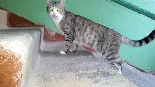 Funny Cat says YAS