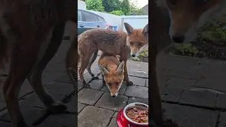 The Cheekiest Fox Cub 