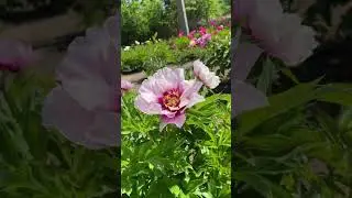 Пион “Cora Louise”  Роджер Андерсон назвал этот гибрид в честь своей бабушки - Коры Луизы 🌸