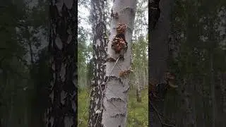 Кто ищет тот всегда найдёт