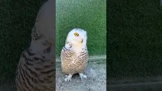 Выяснили любимое место совы Афины 😹