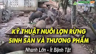 How to Raise Wild Boars Effectively, Quickly, and With Few Diseases | Raising Wild Boars to Get Rich