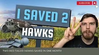 I SAVED TWO RED TAILED HAWKS IN ONE MONTH   WHAT?!