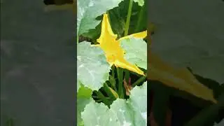Courgettes flowers