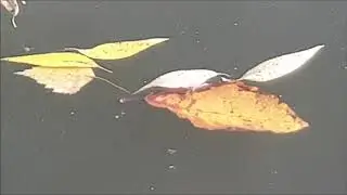 🍂Сентябрь 2020 (Витас - 